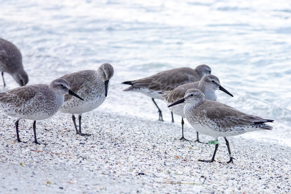 Red Knot - ML646748095