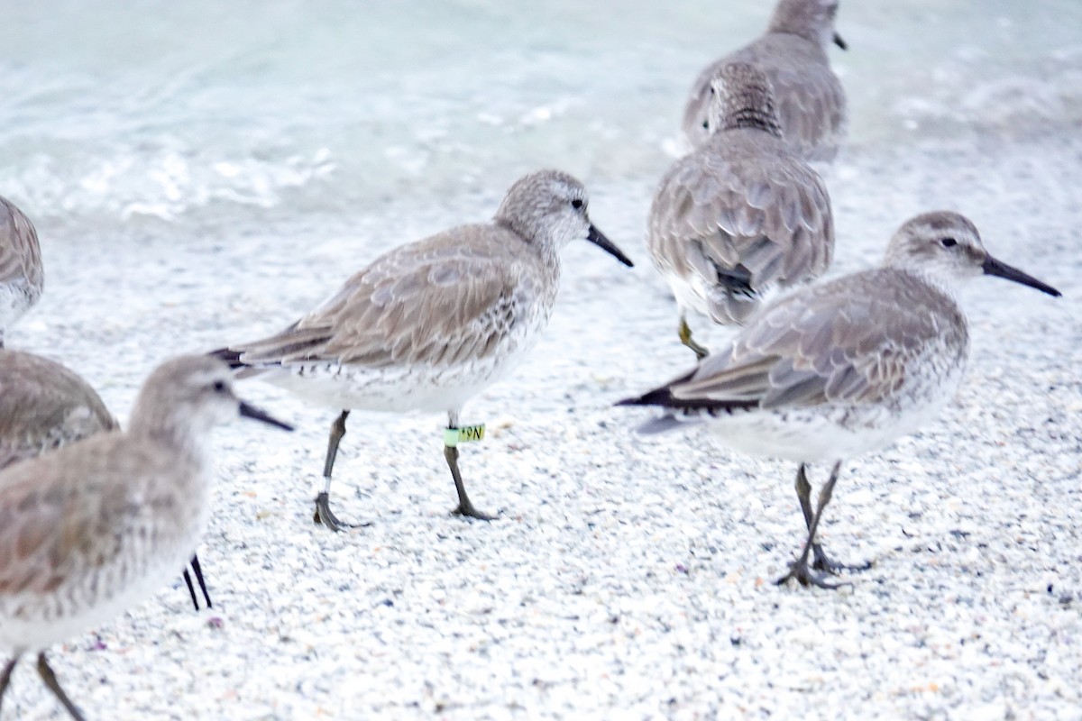 Red Knot - ML646748096