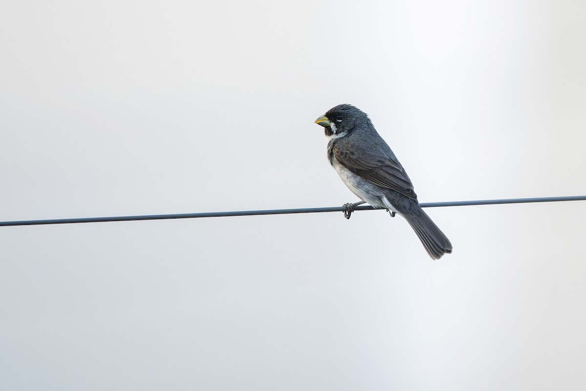 Semillero Corbatita - ML646748098