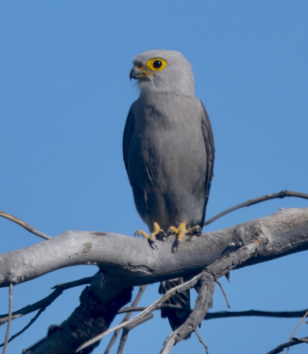 Dickinson's Kestrel - ML646748099