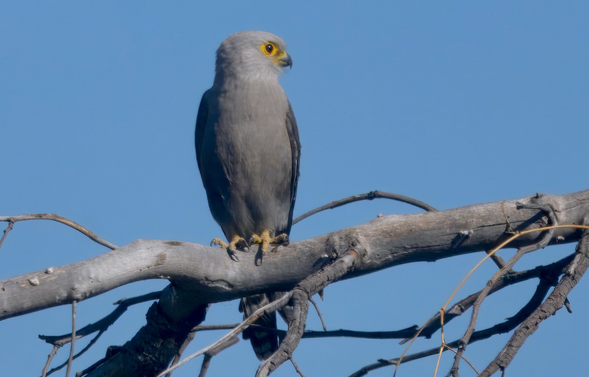 Dickinson's Kestrel - ML646748100