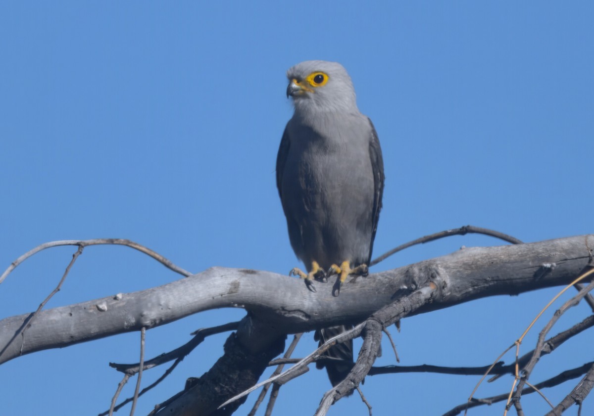 Dickinson's Kestrel - ML646748101