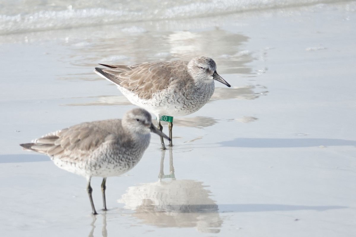 Red Knot - ML646748103