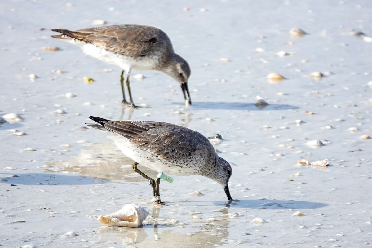 Red Knot - ML646748104