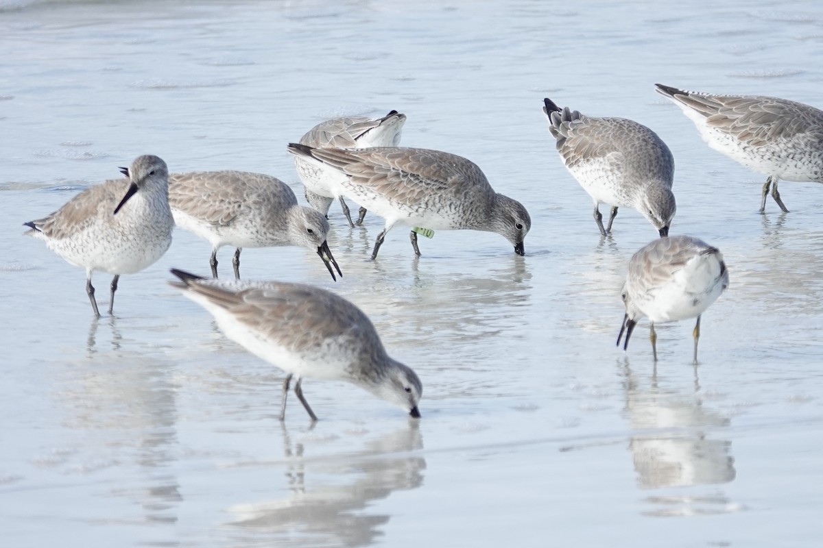 Red Knot - ML646748105