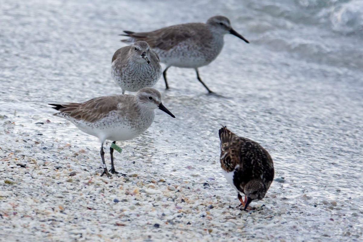 Red Knot - ML646748107
