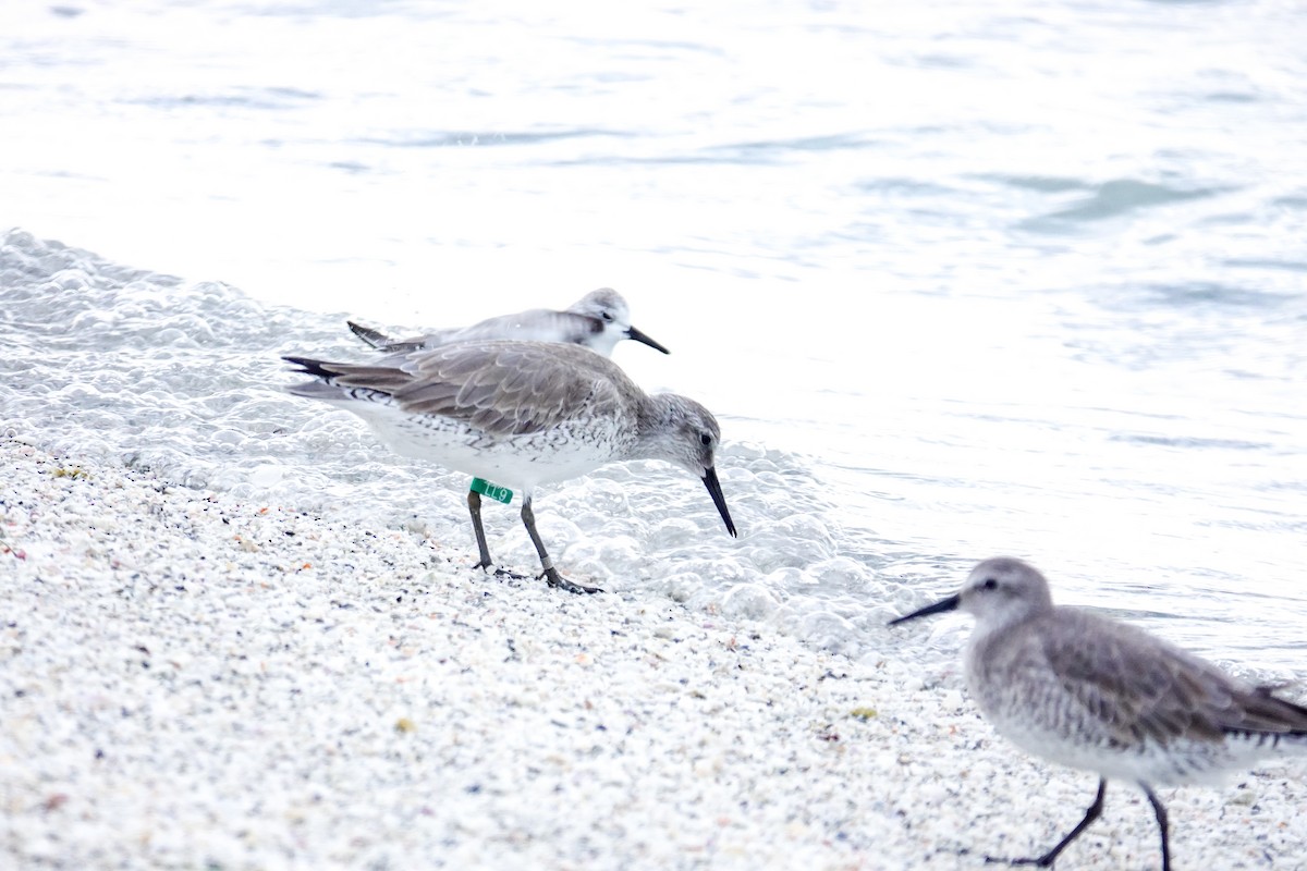 Red Knot - ML646748108