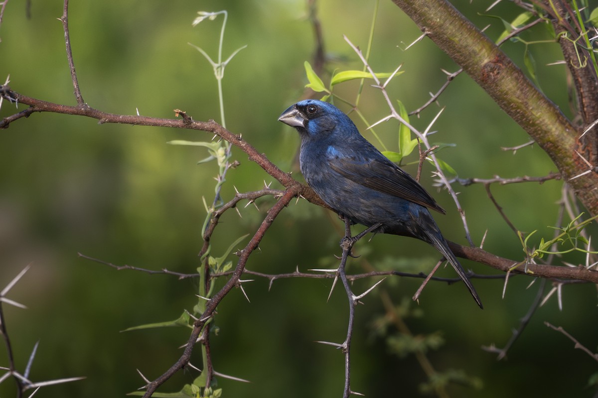 Picogrueso de Brisson - ML646748115