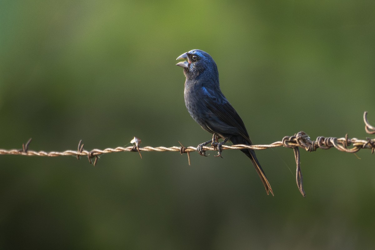 Picogrueso de Brisson - ML646748116