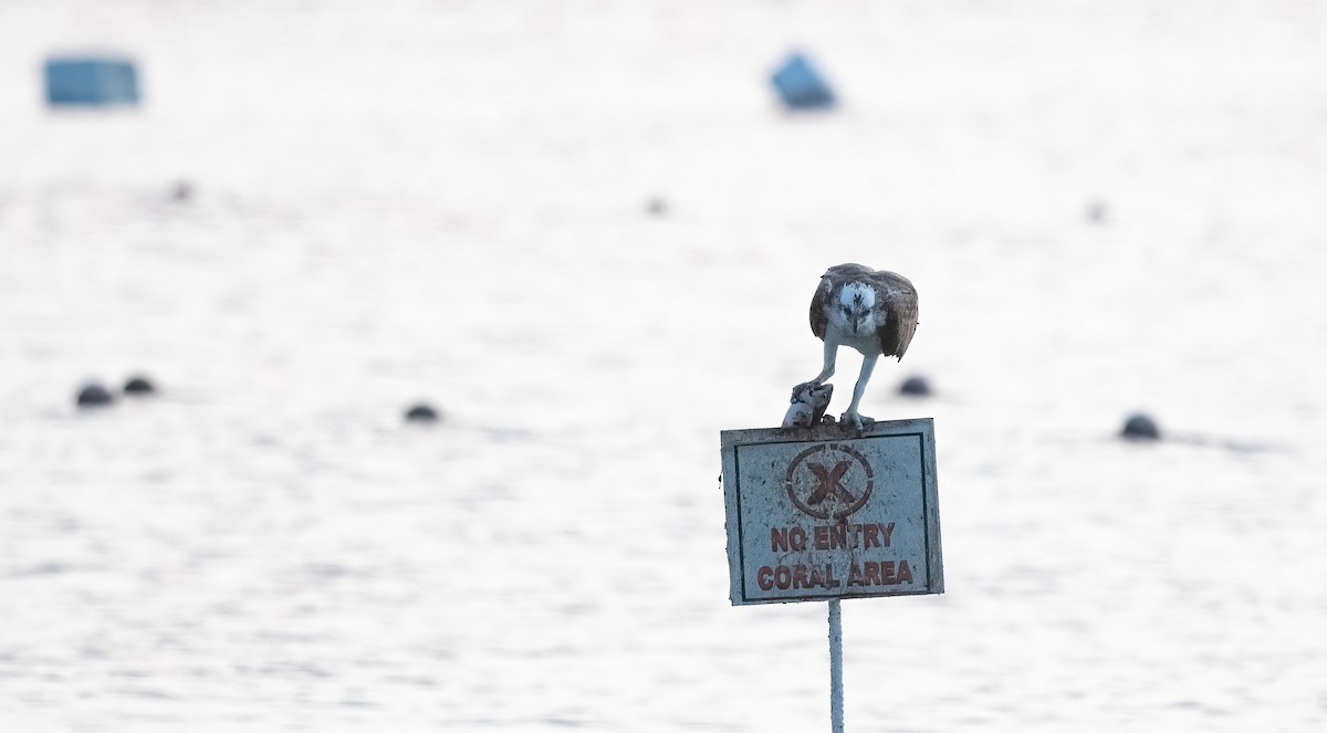 Скопа (haliaetus) - ML646748118