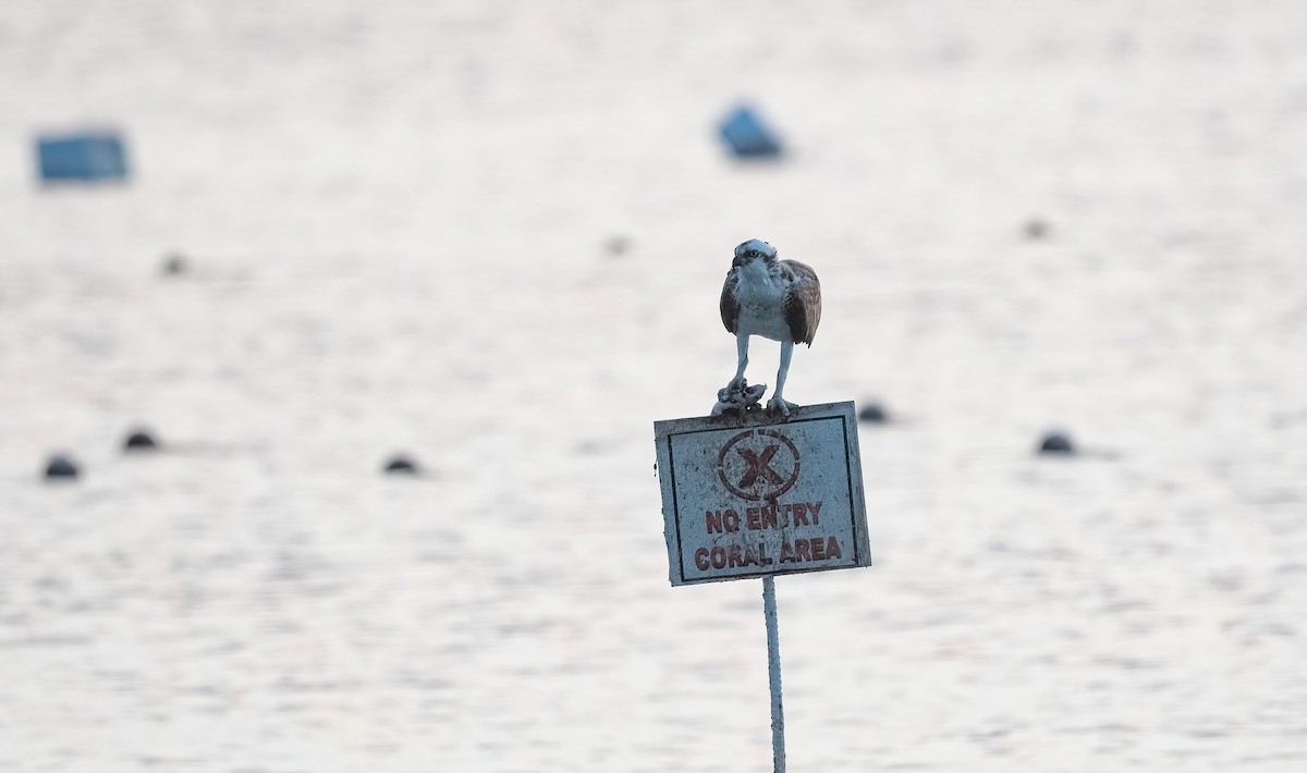 Скопа (haliaetus) - ML646748119