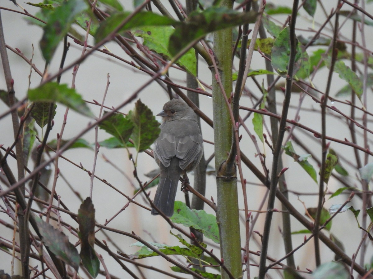 カリフォルニアムジトウヒチョウ - ML646748120