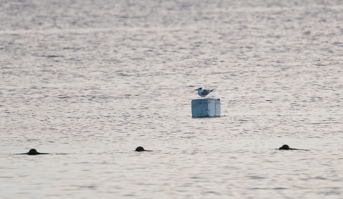 オオアジサシ - ML646748121