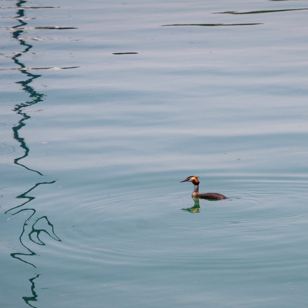 カンムリカイツブリ - ML646748122