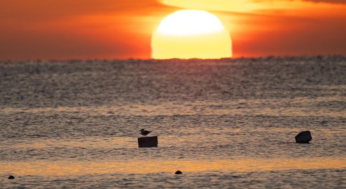 オオアジサシ - ML646748124