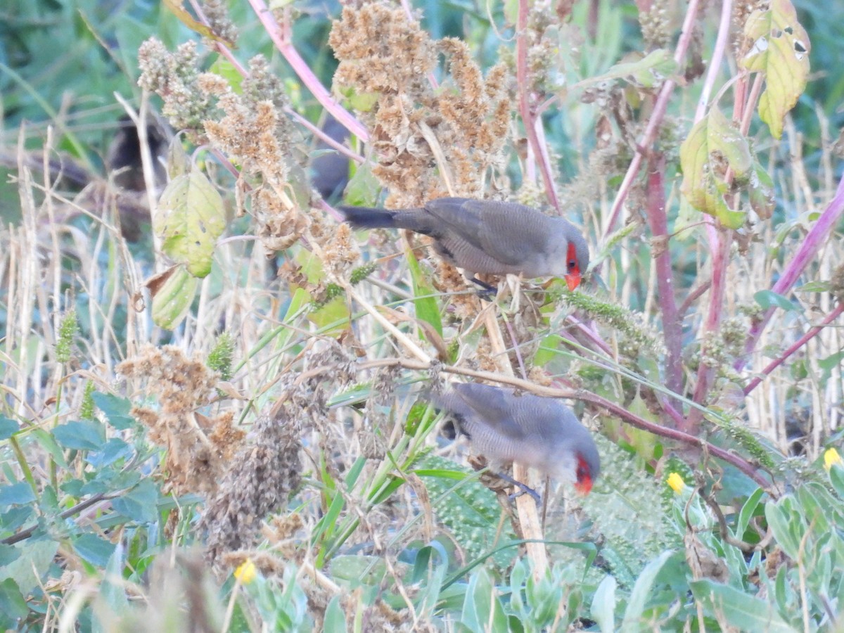 オナガカエデチョウ - ML646748125