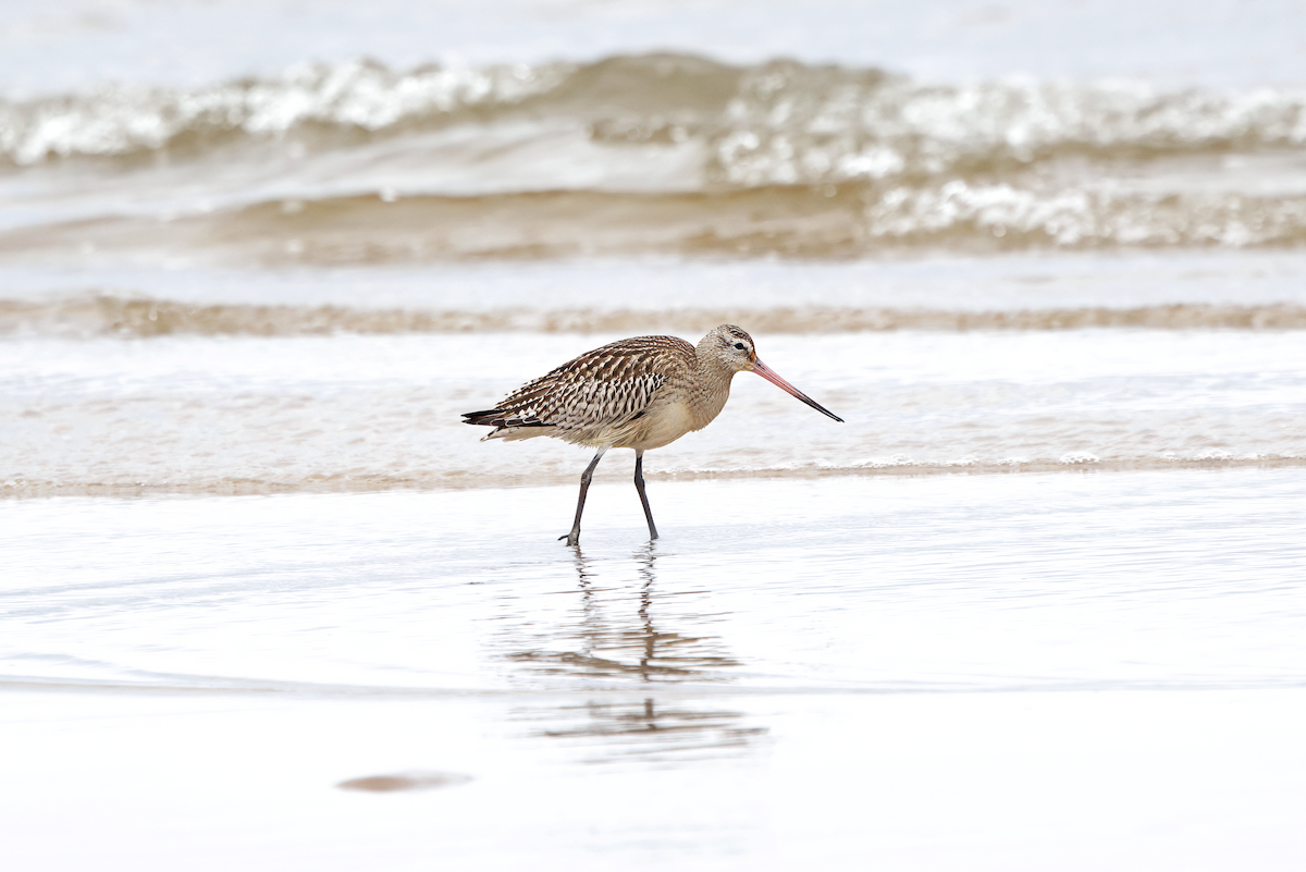 オオソリハシシギ - ML646748126