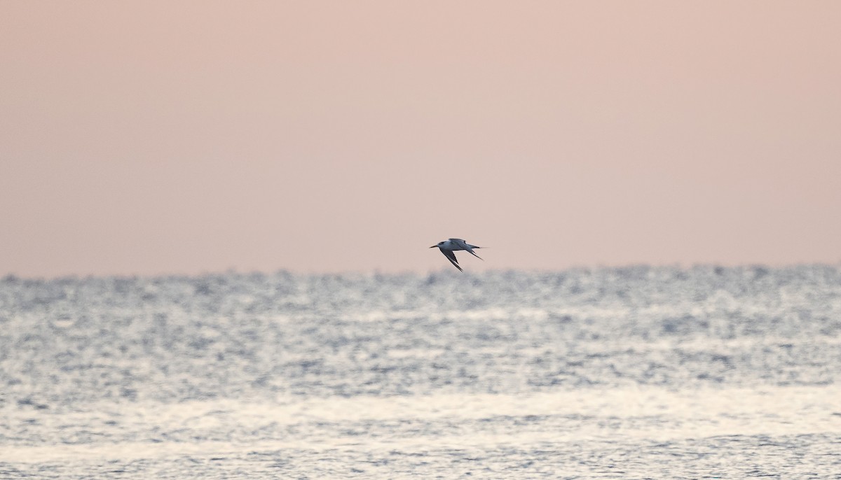 オオアジサシ - ML646748127