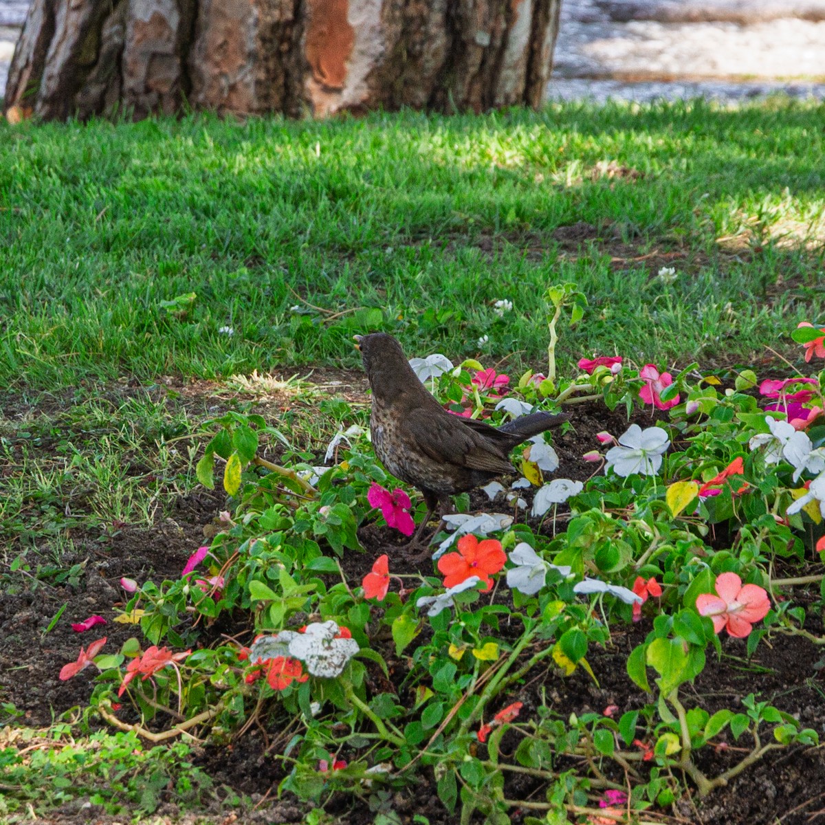 ニシクロウタドリ - ML646748128