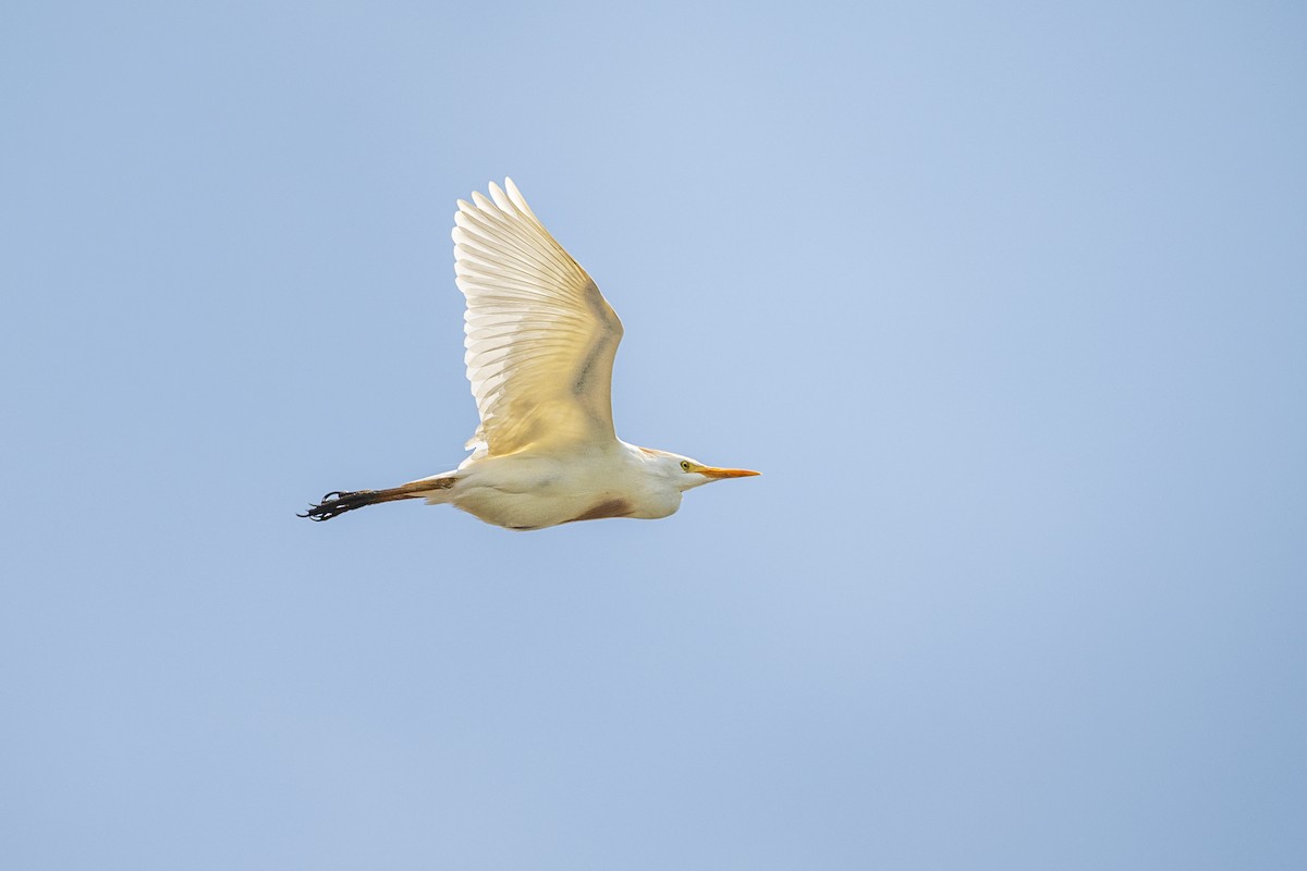 Garcilla Bueyera Occidental - ML646748129