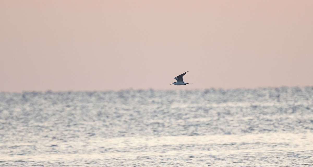 オオアジサシ - ML646748130