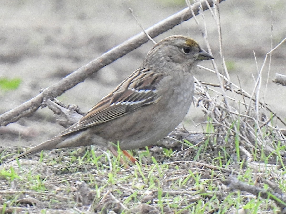 キガシラシトド - ML646748131