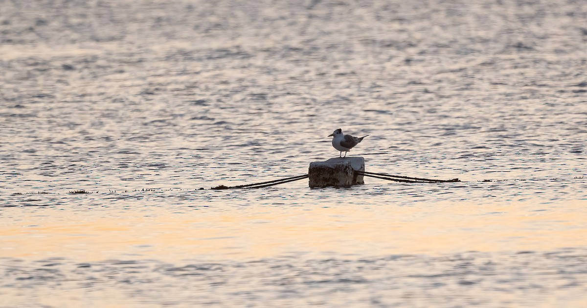 オオアジサシ - ML646748132