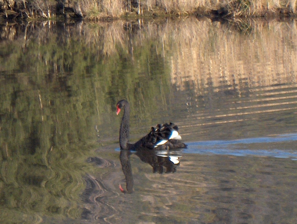 コクチョウ - ML646748133