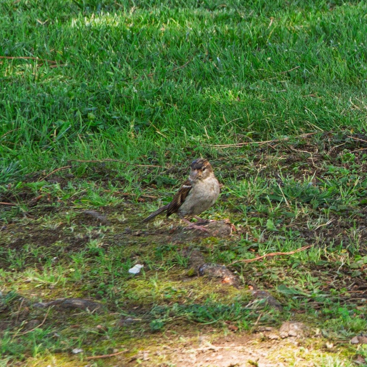 イエスズメ／イタリアスズメ - ML646748134