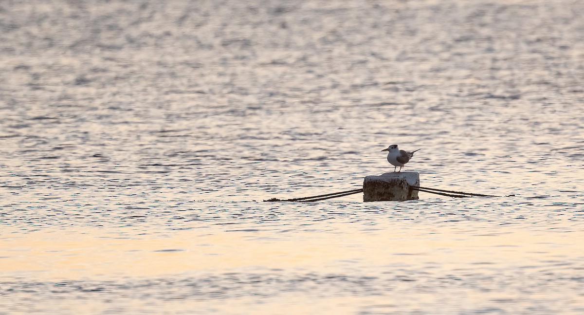 オオアジサシ - ML646748135