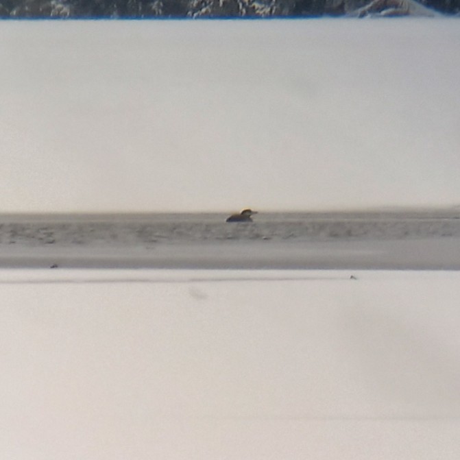 ハシグロアビ - ML646748136