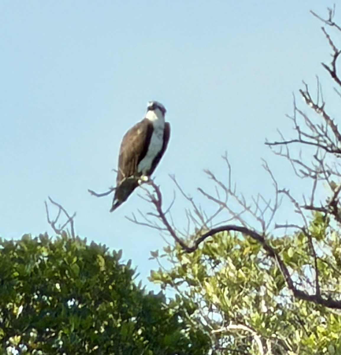 Fischadler - ML646748137