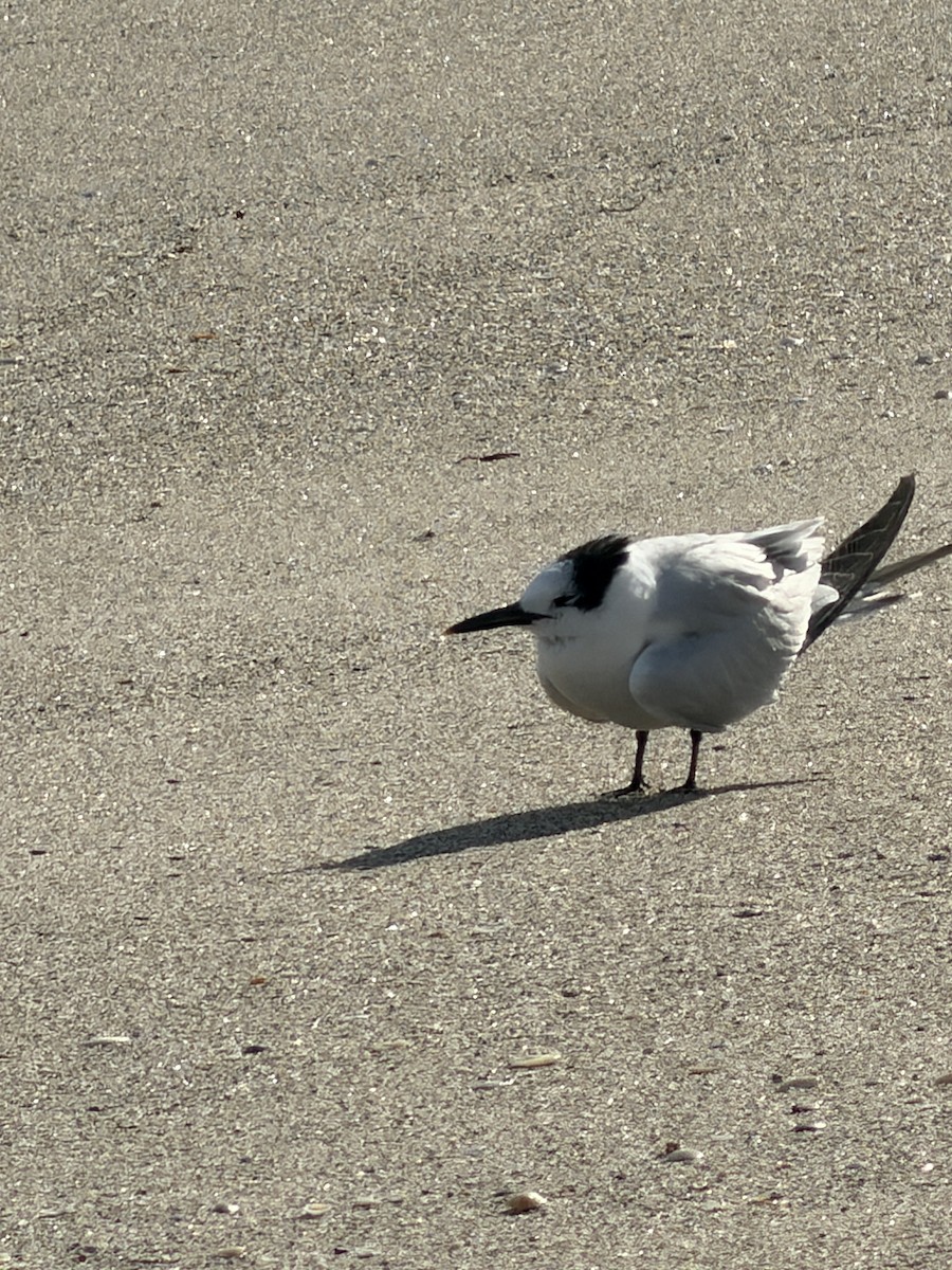 Fischadler - ML646748138