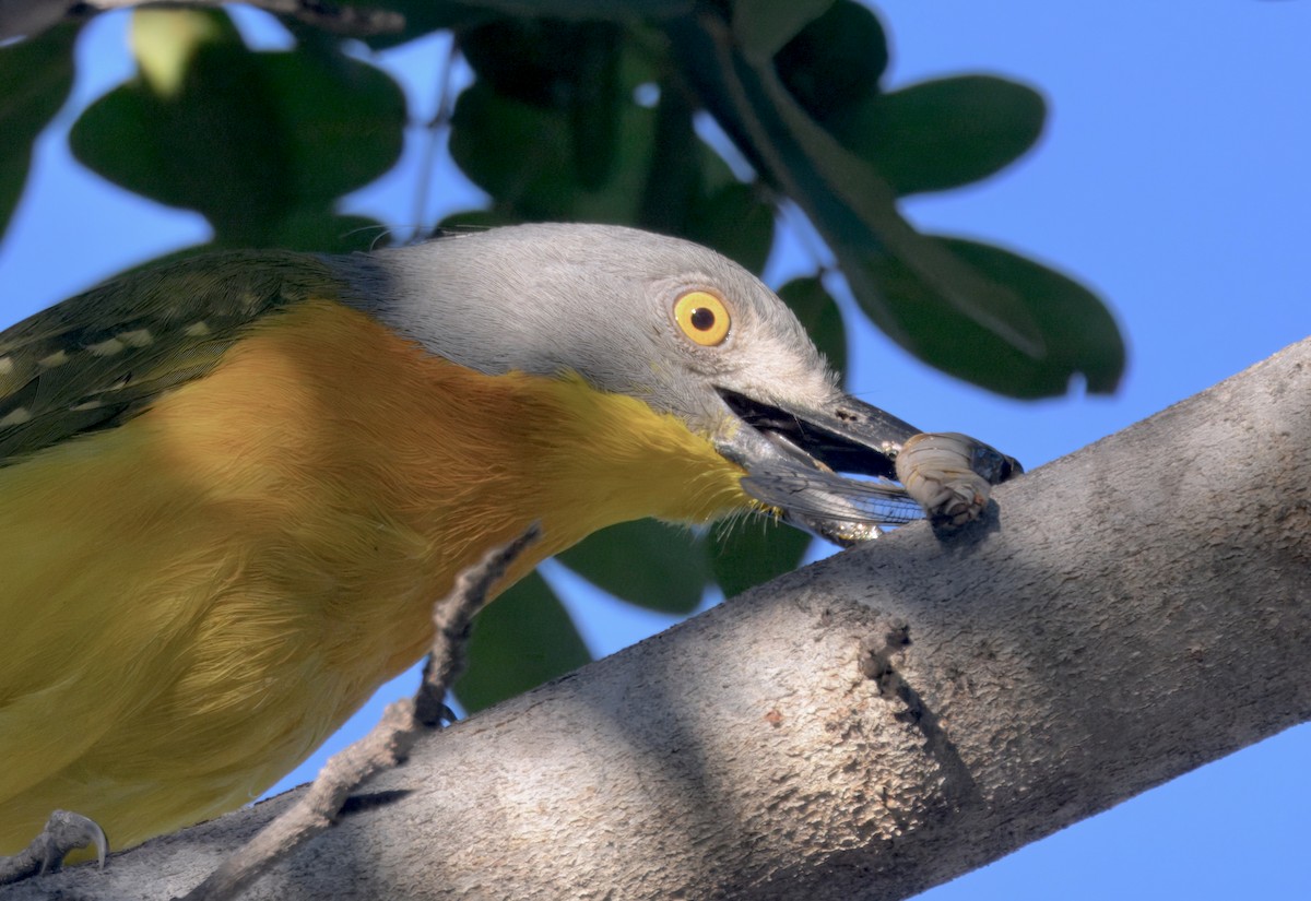 Gray-headed Bushshrike - ML646748139