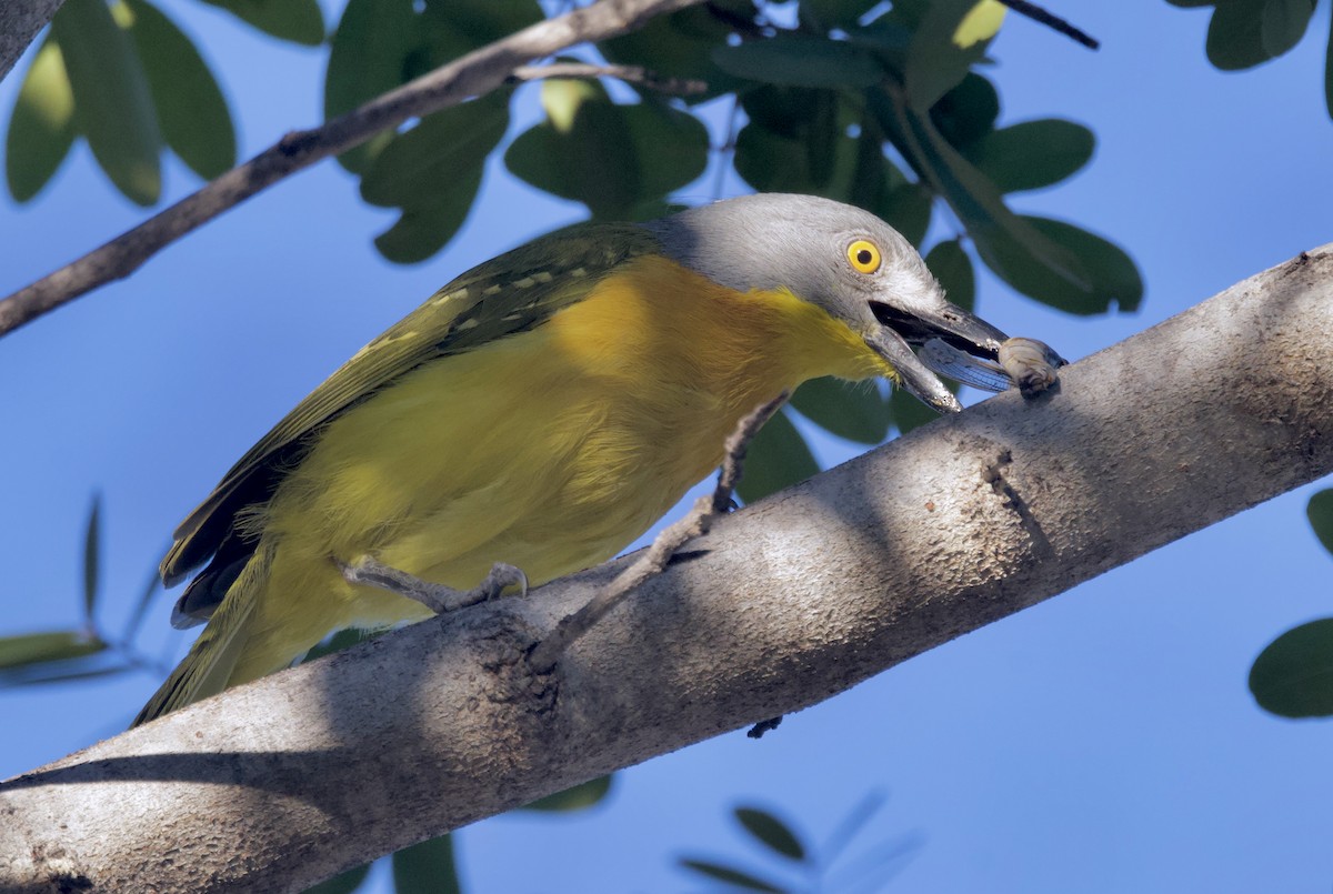 Gray-headed Bushshrike - ML646748140