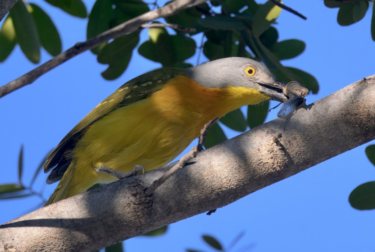 Gray-headed Bushshrike - ML646748141