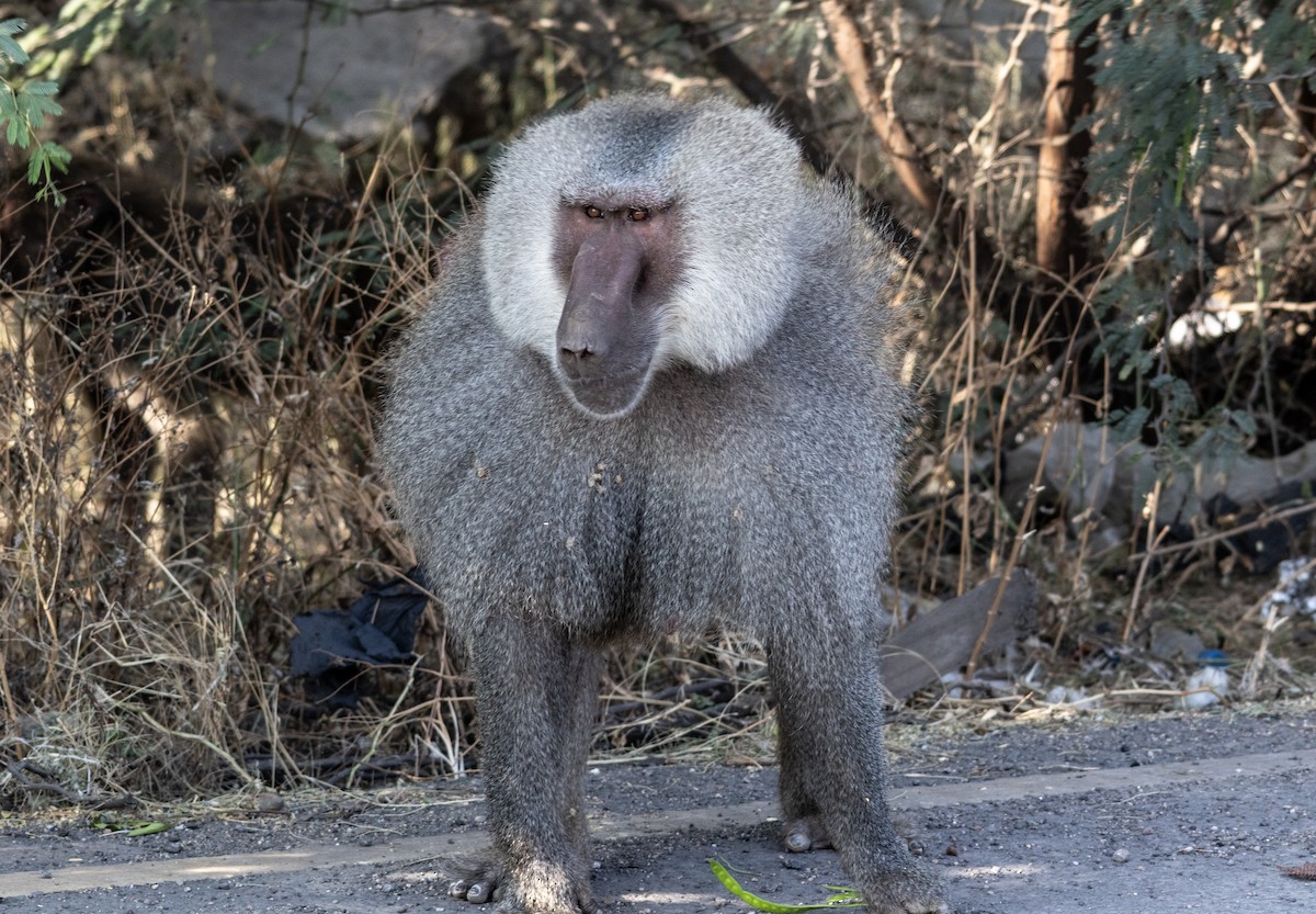 阿拉伯狒狒 - ML646748142