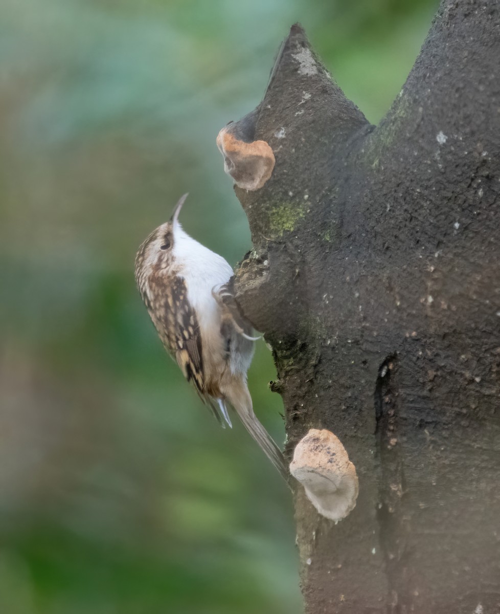 Waldbaumläufer - ML646748143