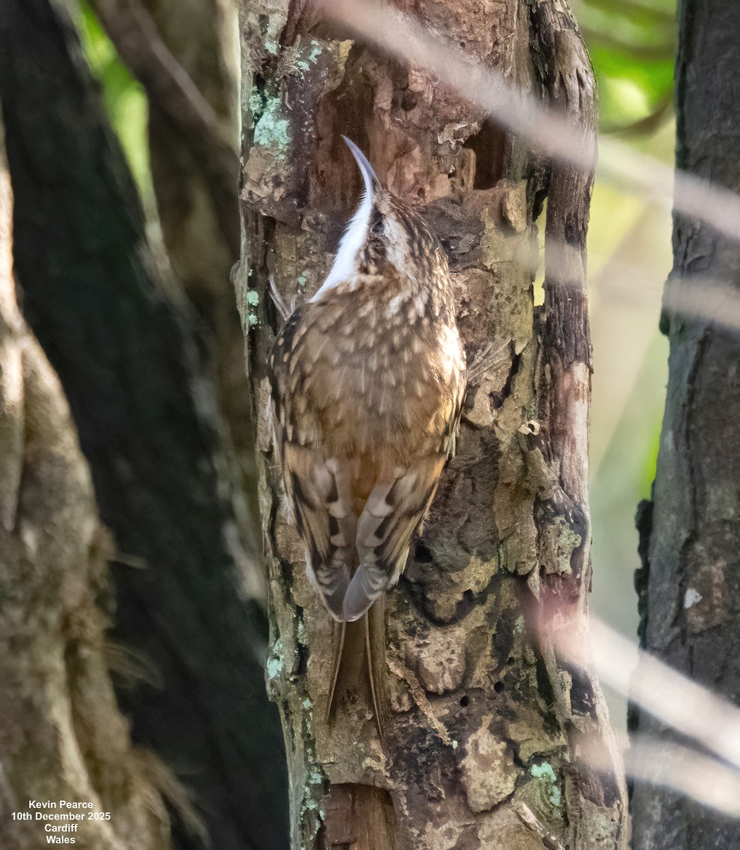 Waldbaumläufer - ML646748144