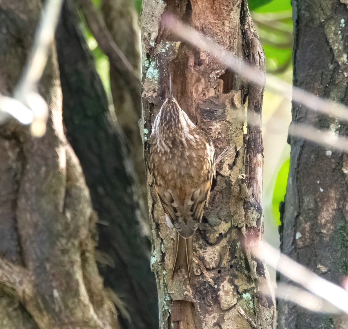 Waldbaumläufer - ML646748145