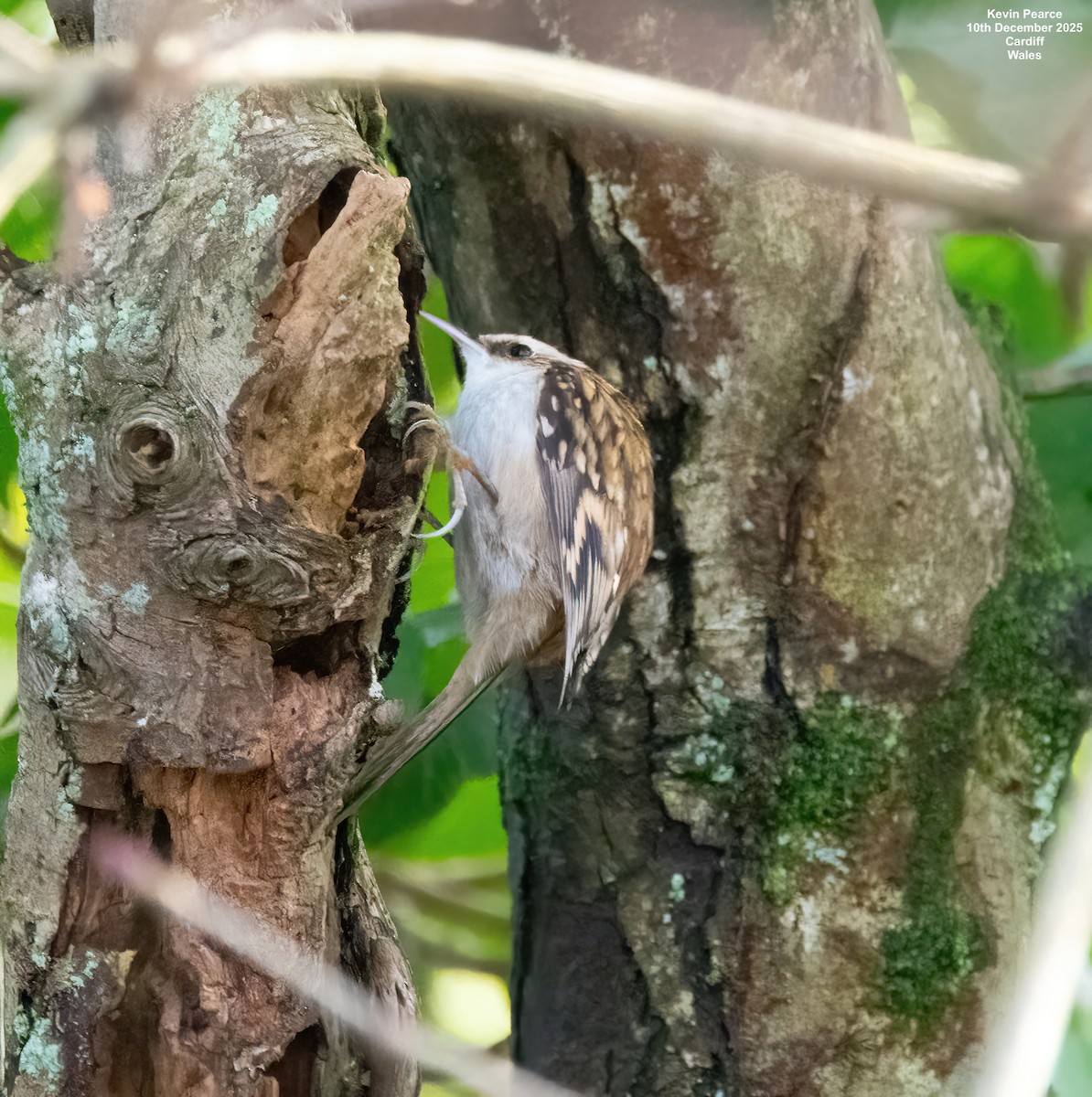 Waldbaumläufer - ML646748146