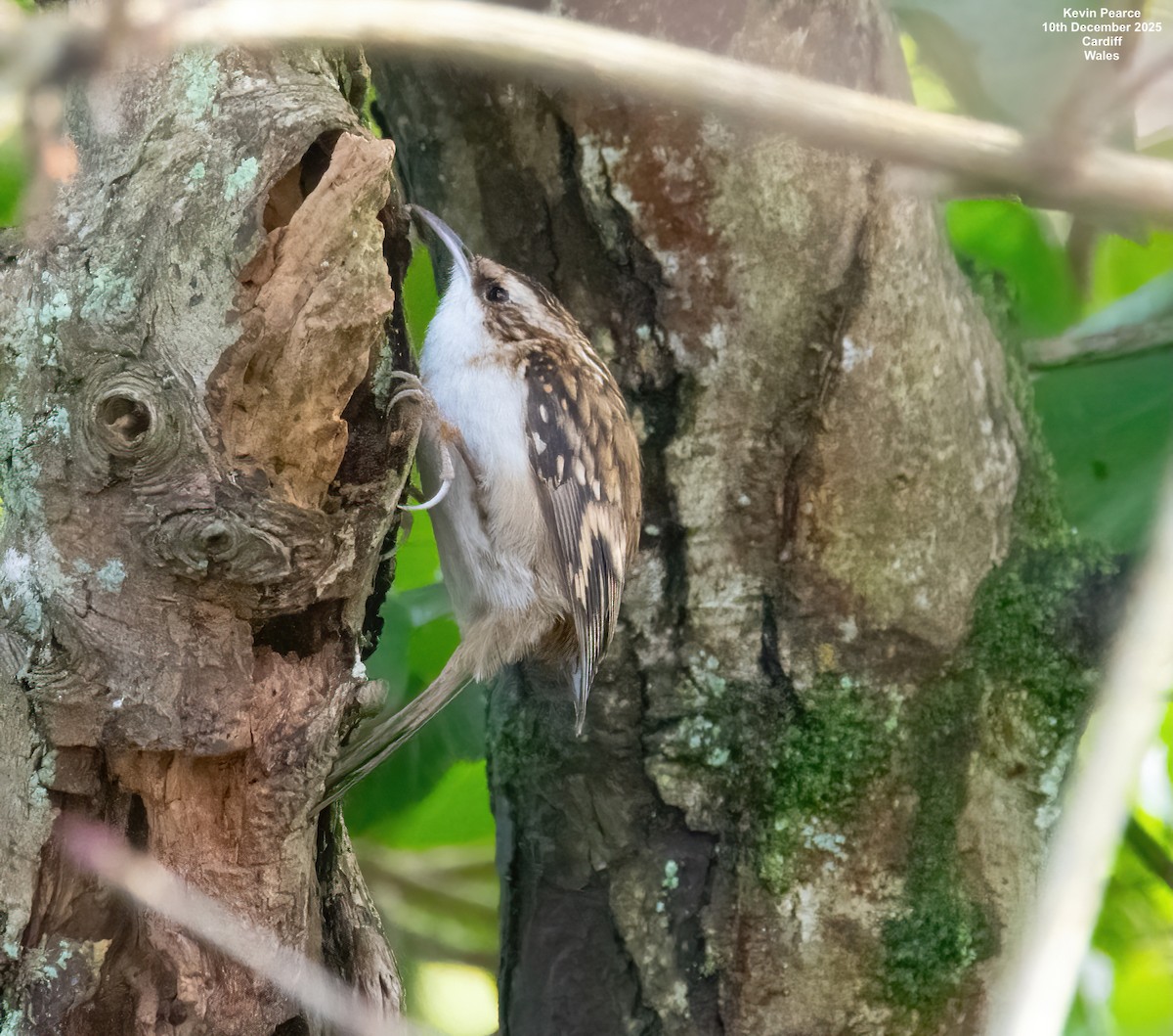 Waldbaumläufer - ML646748147