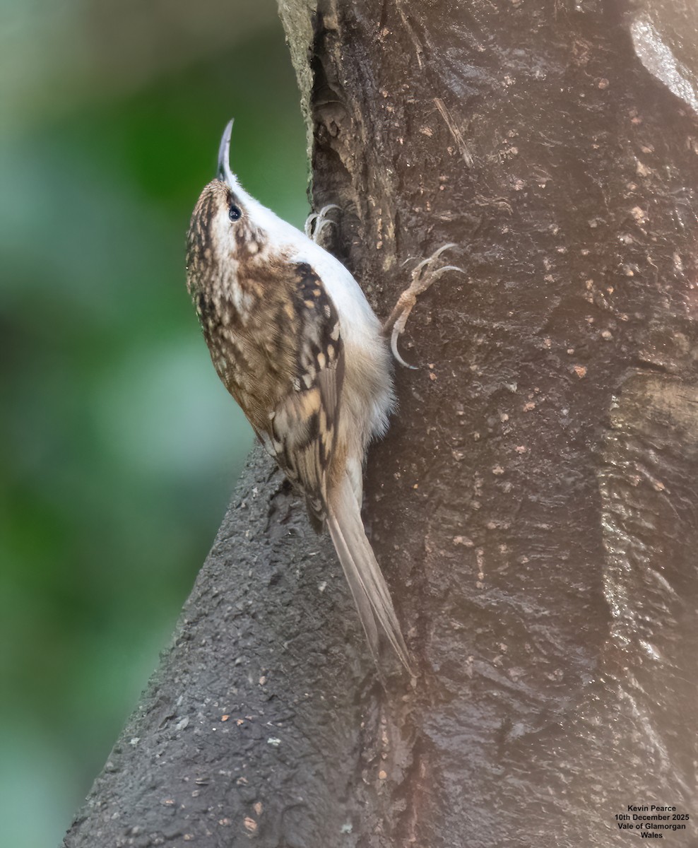 Waldbaumläufer - ML646748149