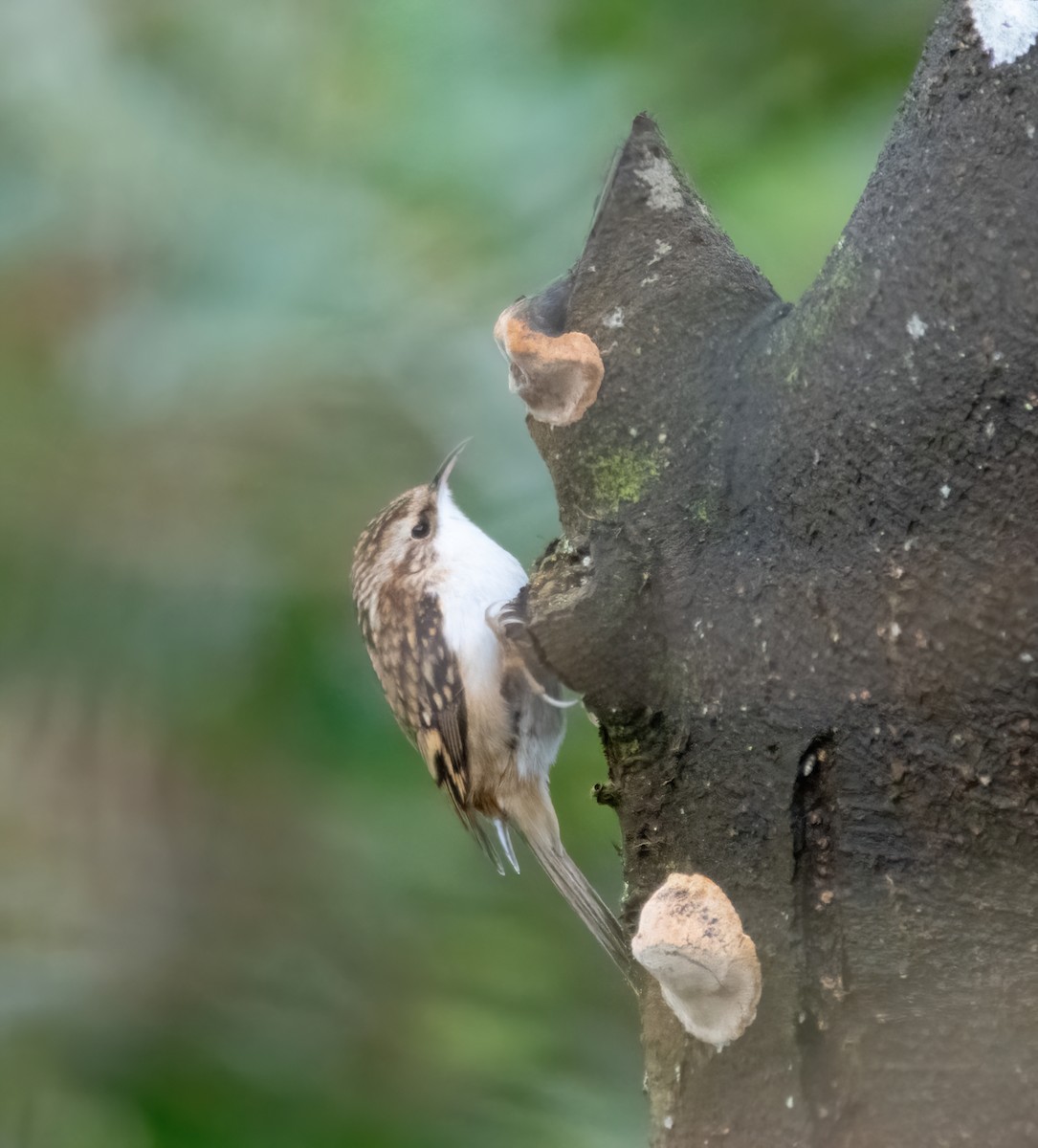 Waldbaumläufer - ML646748150