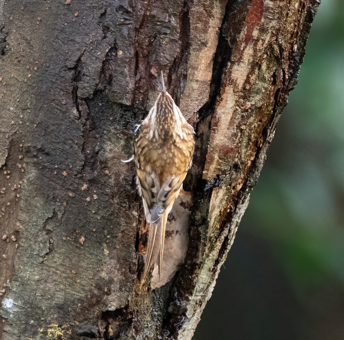 Waldbaumläufer - ML646748151