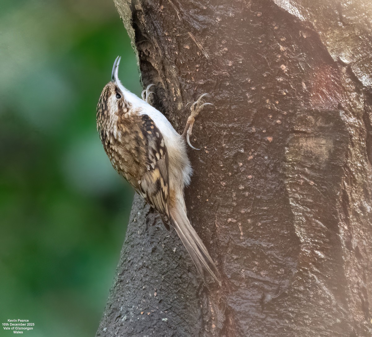 Waldbaumläufer - ML646748152