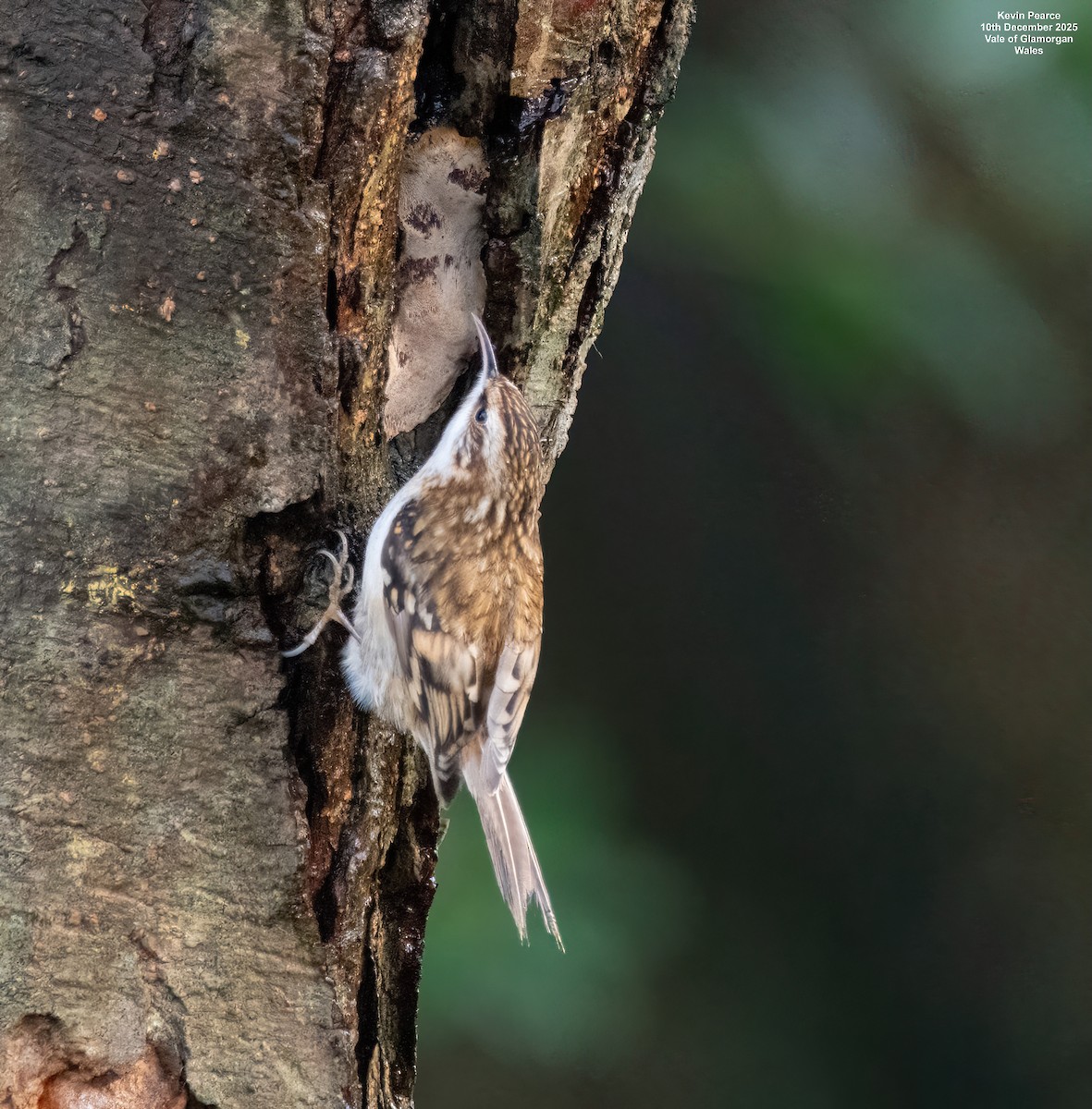 Waldbaumläufer - ML646748153