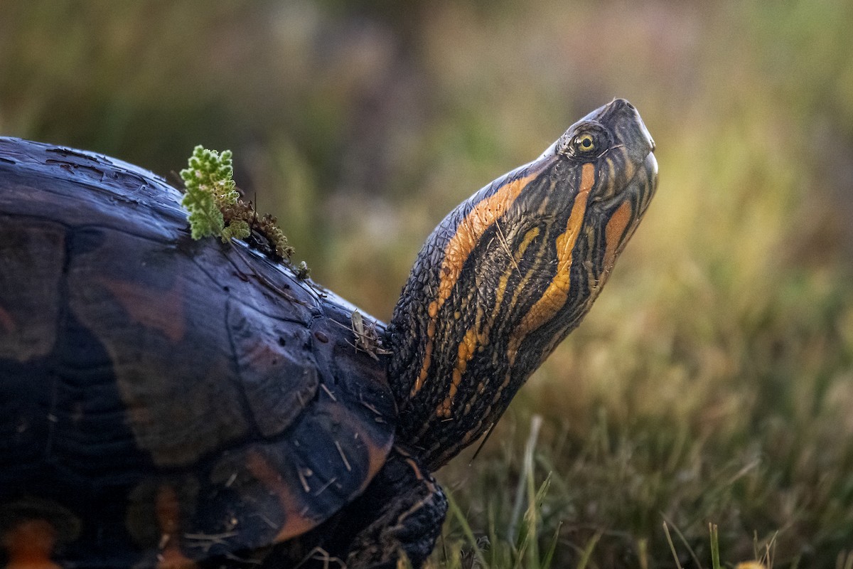 Tortuga de panza negra - ML646748155