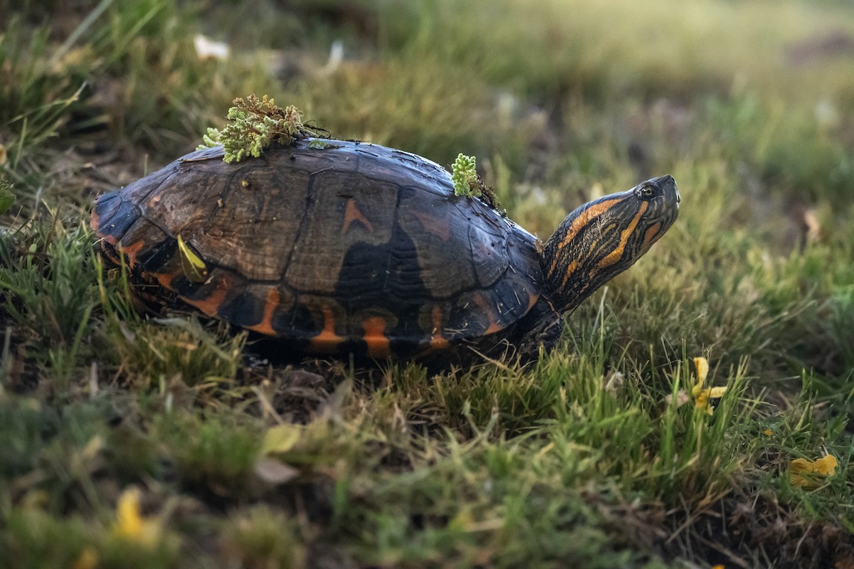 Tortuga de panza negra - ML646748156