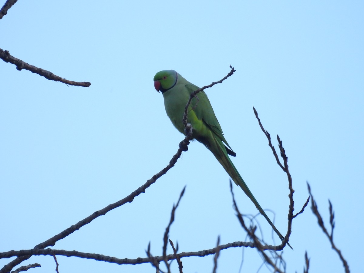 Yeşil Papağan - ML646748158